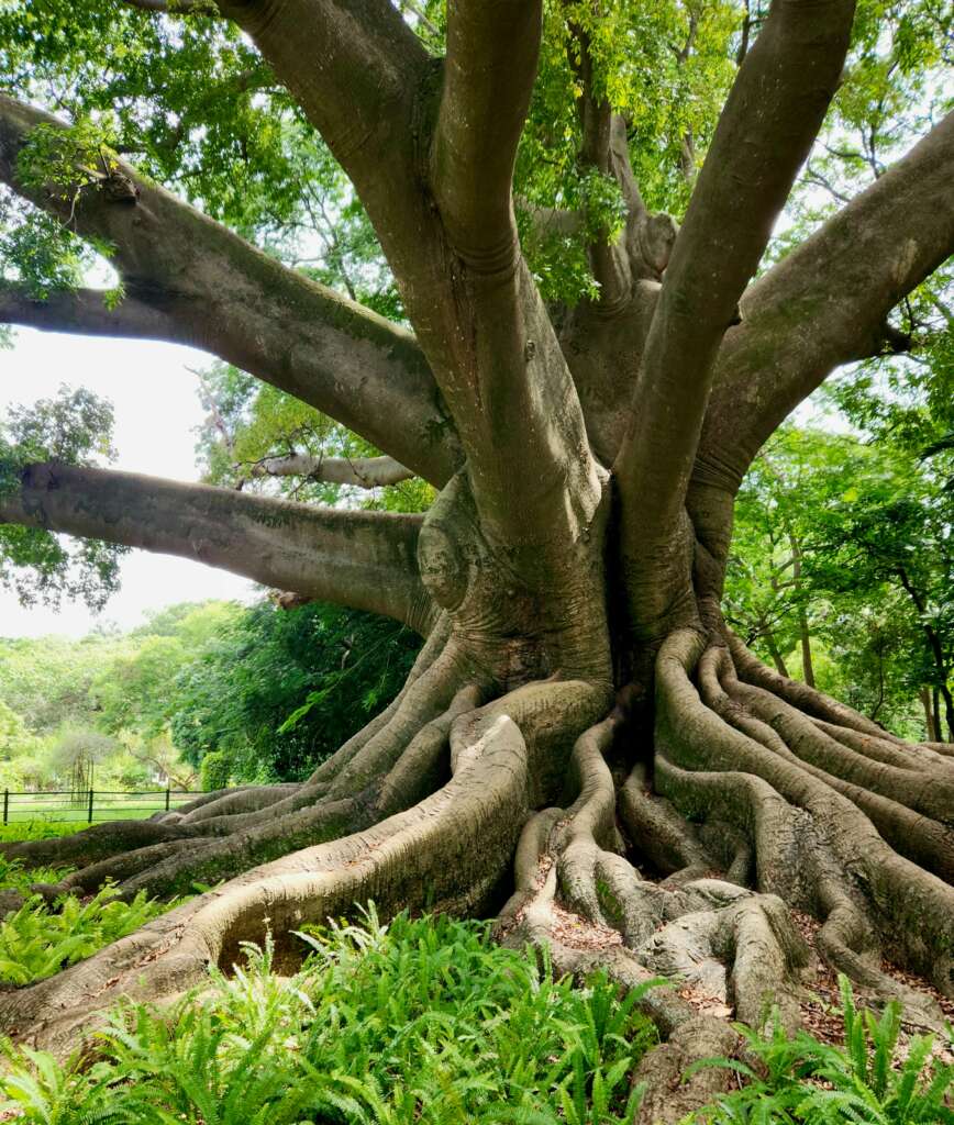 Large tree with deep, sprawling roots in a green park, symbolizing how to stay clean and sober for the long haul through strong foundations.